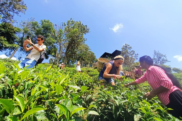 Tea Plantation Tours