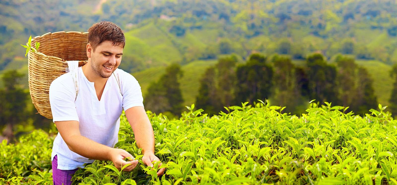 Tea Plucking Experience