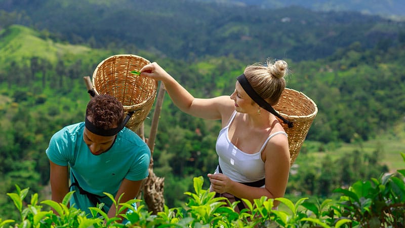 Tea Plucking Experience