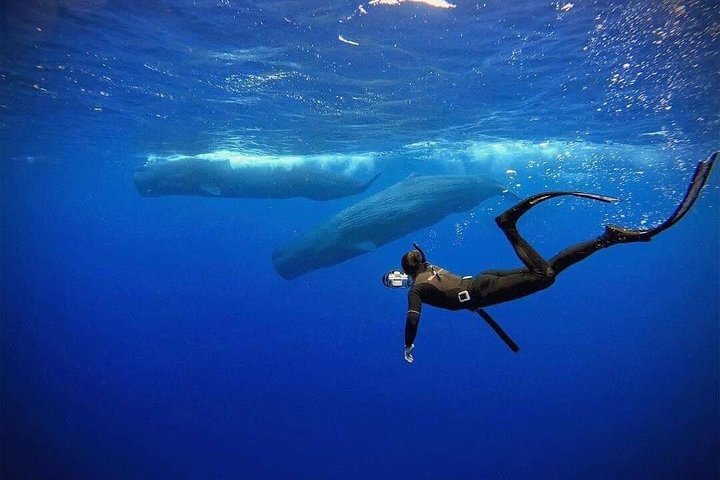 Whale and Dolphin Watching