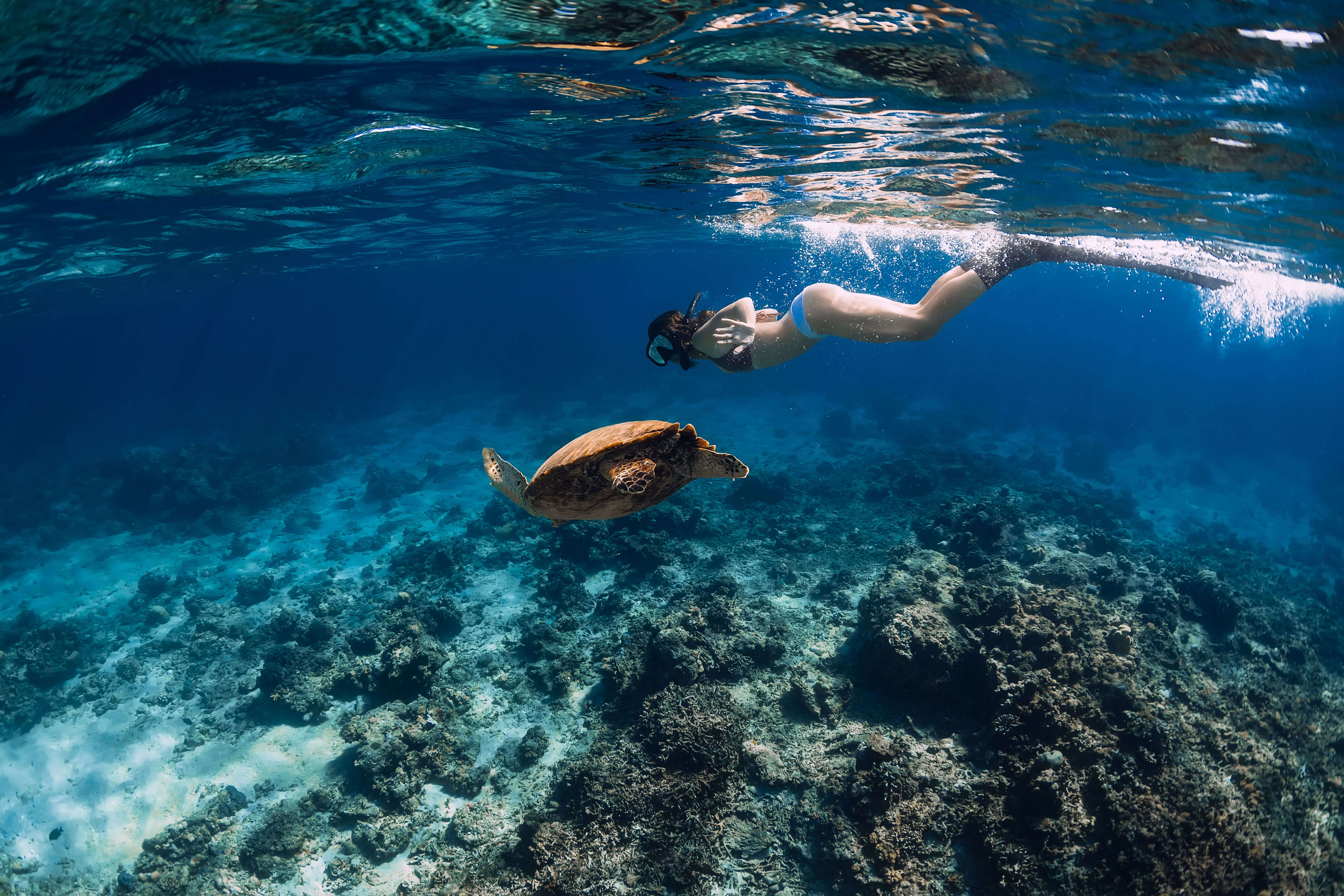 Snorkeling and Diving